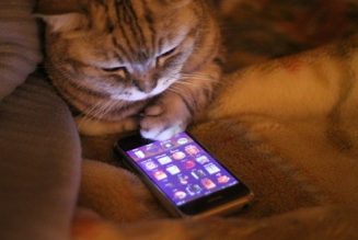 You can now talk to your cats