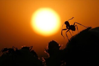 Are insect species disappearing?
