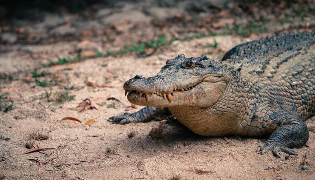 8-year-old child was fed to the crocodile
