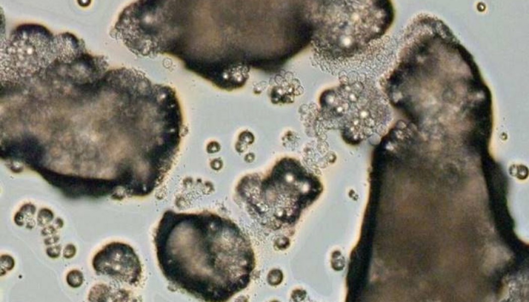 Ölümcül Kitrid mantarı 500’den fazla türü tehdit ediyor