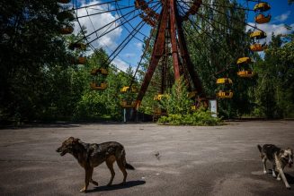 Tarihin en kötü nükleer felaketinden sağ çıkmak: Çernobil köpekleri