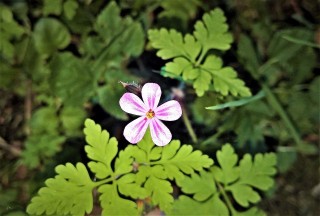 flower-3403315_960_720